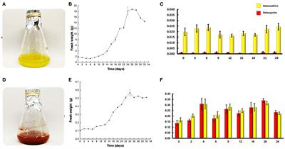 Defining Color Change in Pitaya: A Close Look at Betacyanin Synthesis Genes in Stenocereus queretaroensis